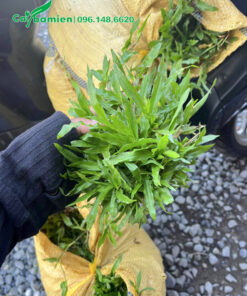 Cỏ đã chia thành khóm nhỏ vừa phải để thuận tiện khi trồng