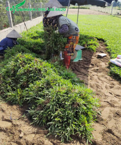 Thu hoạch hàng trăm cân cỏ lá tre