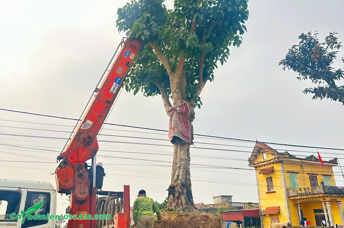 Trồng cây Bồ Đề trong chùa, hàng cổ thụ đường kính gốc 50 - 60cm
