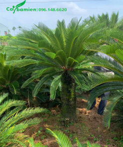 Vườn cây vạn tuế lóng thân cao gần 1m