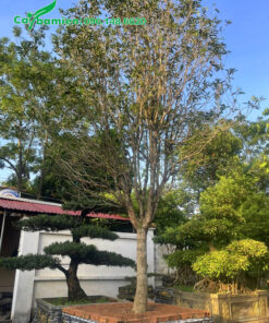 Chậu mộc hương ta trồng ở sân vườn biệt thự