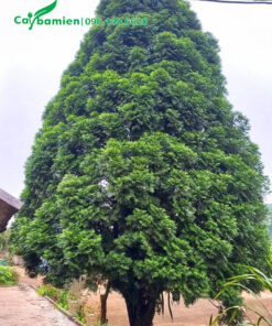 Một cây Bách Xanh cổ thụ trồng trước nhà