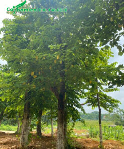 Hàng cổ thụ tán cành đẹp, đã dưỡng ủ nhiều năm tại nhà vườn