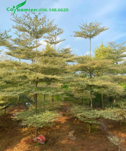 Cây có 4 - 5 tầng tán, chiều cao 5m, lá màu xanh trắng ấn tượng