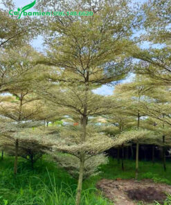 Vườn cây bàng cẩm thạch đẹp, 5 tầng tán, màu lá xanh trắng ấn tượng