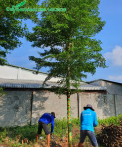 Bứng nóng và chuyển cây bàng đài loan đến công trình