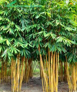 Mua cây hoàng trúc Bali đẹp, đã tạo bụi, chiều cao 5 - 6m