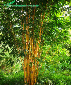 Một bụi trúc đẹp trồng trong sân vườn biệt thự