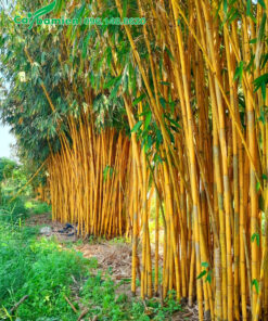 Cây Hoàng Trúc đẹp, chiều cao 7 - 8m