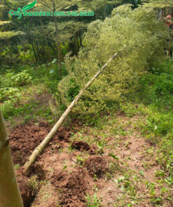 Bứng cây 4m, đường kính gốc 5 - 7cm