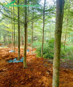 Đánh bầu, bó bầu bằng cây bàng đài loan