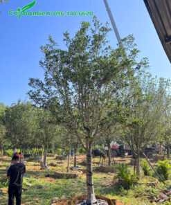 Vườn trồng và dưỡng cây mộc hơn quy mô lớn tại Văn Giang, Hưng Yên