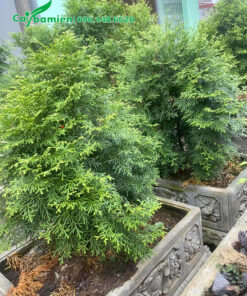 Cây nhỏ trồng trong chậu cảnh