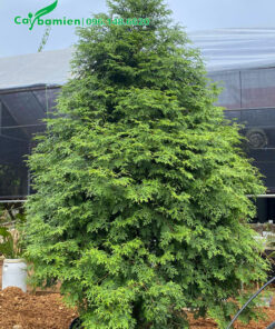 Cây đã dâm ủ trong bầu, chiều cao 2m5