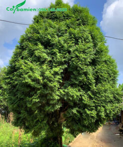 Bách Xanh cổ thụ đường kính gốc 20cm