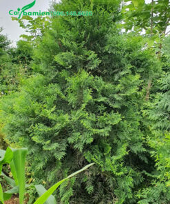 Cây nhỏ chiều cao 1m5