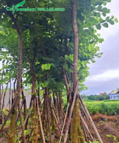 Vườn dưỡng cây ban tây bắc cao 5 - 6m, đường kính gốc 10 - 15cm