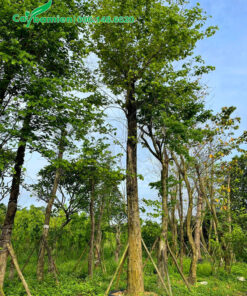 Hàng tuyển chọn có thân thẳng tắp, chiều cao khoảng 6m