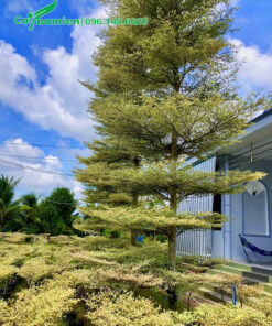 Cây Bàng Cẩm Thạch cao 5 - 6m, tầng tán đẹp