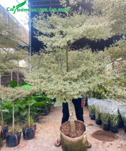 Đường kính gốc 5 - 7cm, chiều cao 4m, 3 tầng tán đẹp