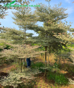 Cây trưởng thành, lá xanh đẹp, sức sống tốt