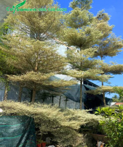 Cây Bàng Cẩm Thạch công trình cao 6 - 7m