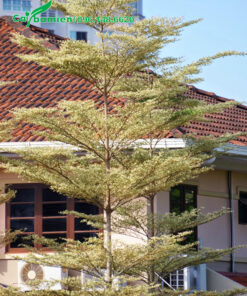 Cây bàng lá màu trang trí sân vườn đẹp