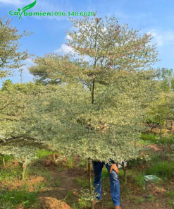 Bứng cây 4m, có 4 tầng tán đẹp