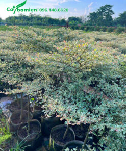 Vườn cây giống bàng cẩm thạch cao 1m