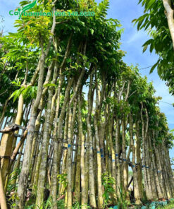 Cung cấp số lượng lớn cây hoa bằng lăng tím công trình dưỡng ủ cao 5m