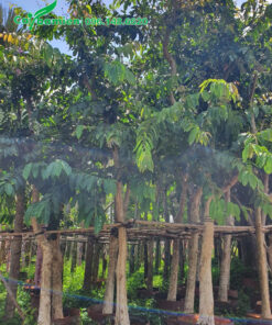 Cây dưỡng ủ, tay cành đang mọc dài