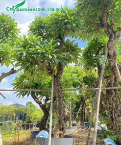 Cây hoa đại vàng đường kính gốc 25 - 35cm đã được dâm ủ kỹ