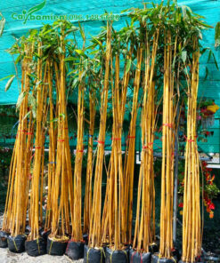 Hoàng Trúc dưỡng bầu, chiều cao 2m5