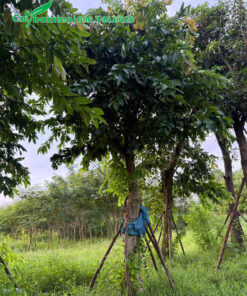 Cây bằng lăng tím lâu năm, thoát thân cao 1m8, tán tròn đều