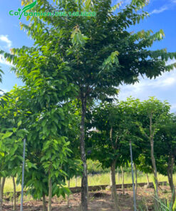 Cây đánh thẳng, sẵn tán đẹp, đang ra nhiều chồi non