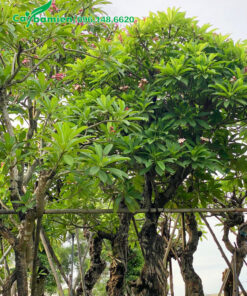 Vườn cây hoa đại công trình đã dâm ủ nhiều năm