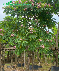 Cây sứ đại hoa màu hồng phấn siêu đẹp