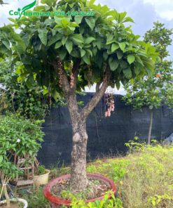 Cây hoa trắng đã lên chậu, cao hơn 2m