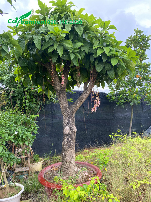 Cây hoa trắng đã lên chậu, cao hơn 2m