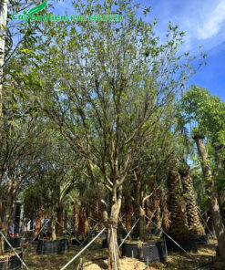 Loại mộc hương nhập khẩu từ Trung Quốc, cao 4m