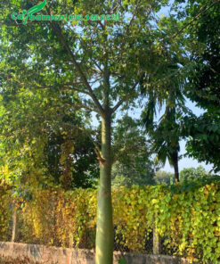 Cây lâu năm, thân đã sạch gai, đường kính gốc khoảng 30cm