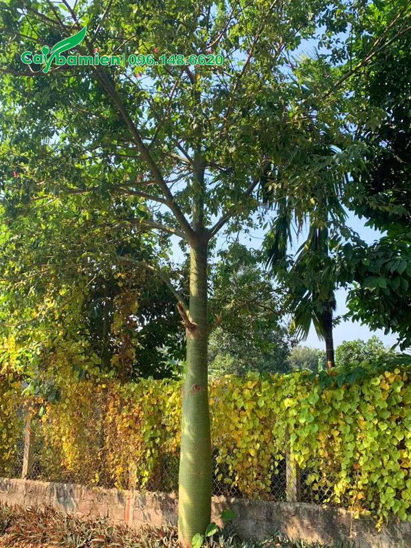 Cây lâu năm, thân đã sạch gai, đường kính gốc khoảng 30cm