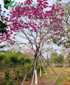 CÂY PHONG LINH TÍM