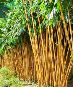 Cây Hoàng Trúc thân vàng đẹp