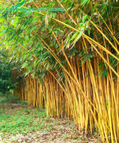 Những bụi trúc thân vàng siêu đẹp, đường kính bụi khoảng 70 - 80cm