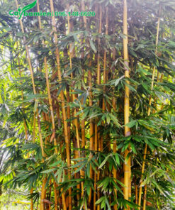 Bụi trúc thân vàng lớn, cành lá sum suê