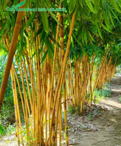 Hàng trúc đẹp, chiều cao 5 - 7m