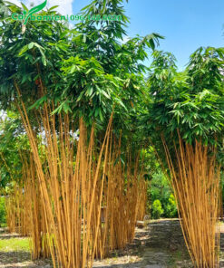 Hoàng Trúc cảnh, chiều cao khoảng 3 - 4m