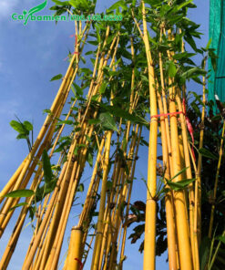 Cành nhánh mới và lá mới đang ra sau thời gian giâm ủ