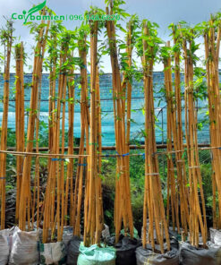 Mua cây Hoàng Trúc đã thuần dưỡng, chiều cao hơn 2m